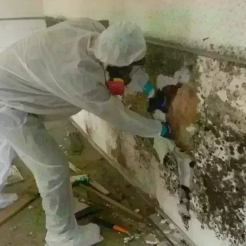 Mold Remediation and Removal in Rowland, NC